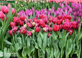 Tulipa Mascotte ® (2)